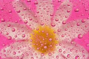 Daisy Magnified by Water Drops with Pink Background