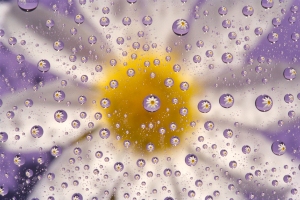 Daisy Magnified by Water Drops with Lavender Background