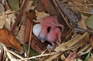 Two of Three Eggs Have Just Hatched in Late Nest